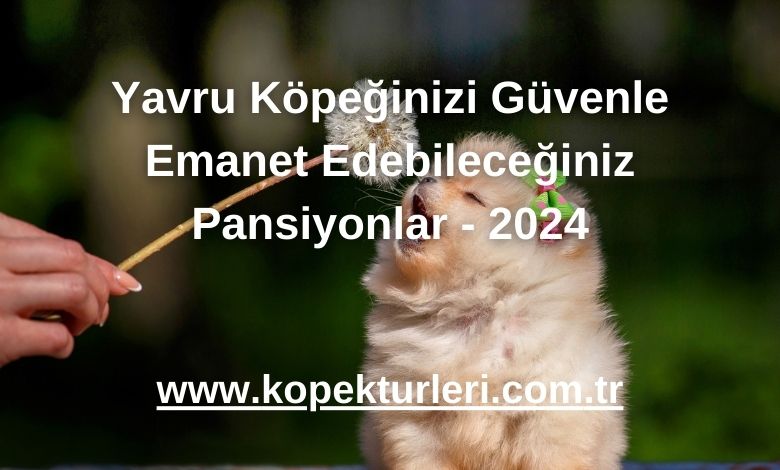 Yavru Köpeğinizi Güvenle Emanet Edebileceğiniz Pansiyonlar - 2024