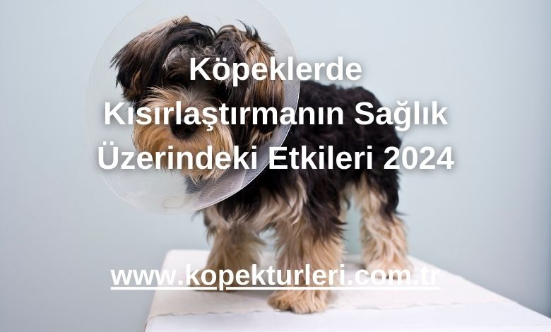 Köpeklerde Kısırlaştırmanın Sağlık Üzerindeki Etkileri 2024
