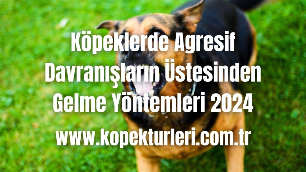 Köpeklerde Agresif Davranışların Üstesinden Gelme Yöntemleri 2024
