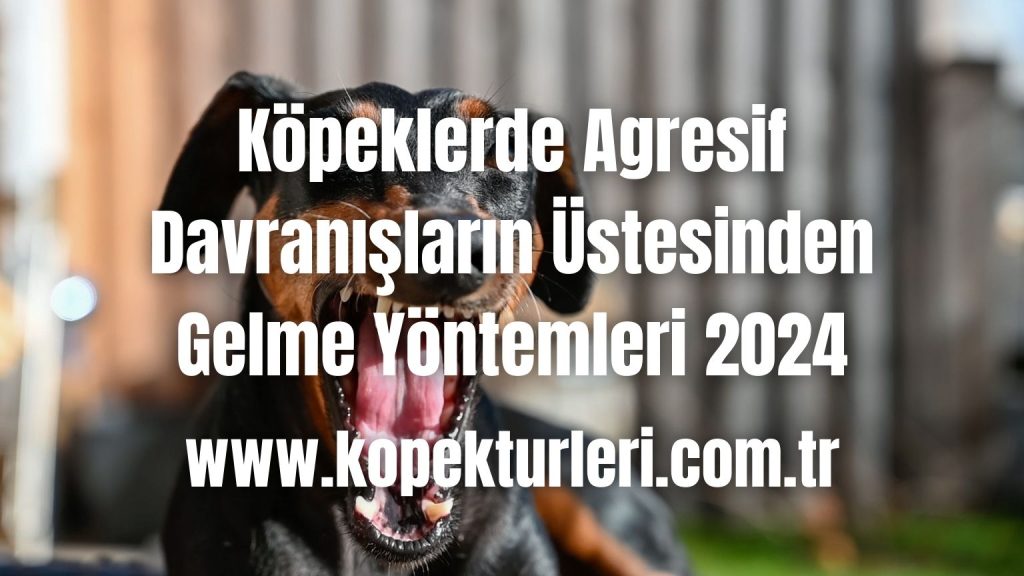 Köpeklerde Agresif Davranışların Üstesinden Gelme Yöntemleri 2024