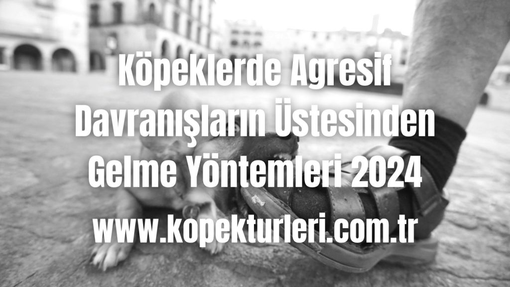 Köpeklerde Agresif Davranışların Üstesinden Gelme Yöntemleri 2024