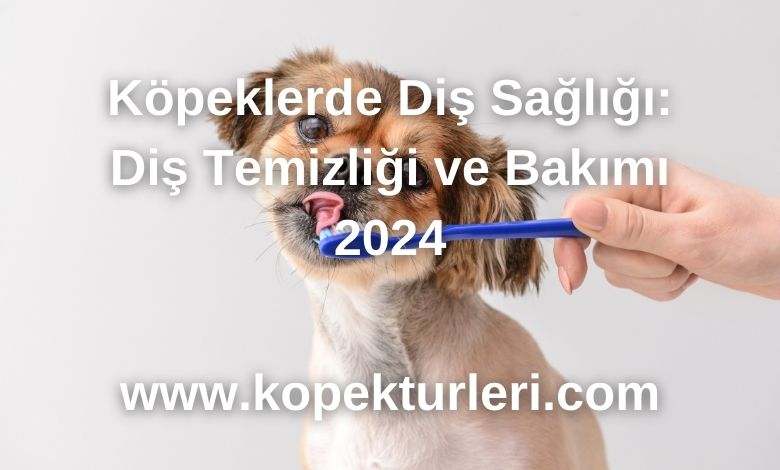 Köpeklerde Diş Sağlığı: Diş Temizliği ve Bakımı 2024