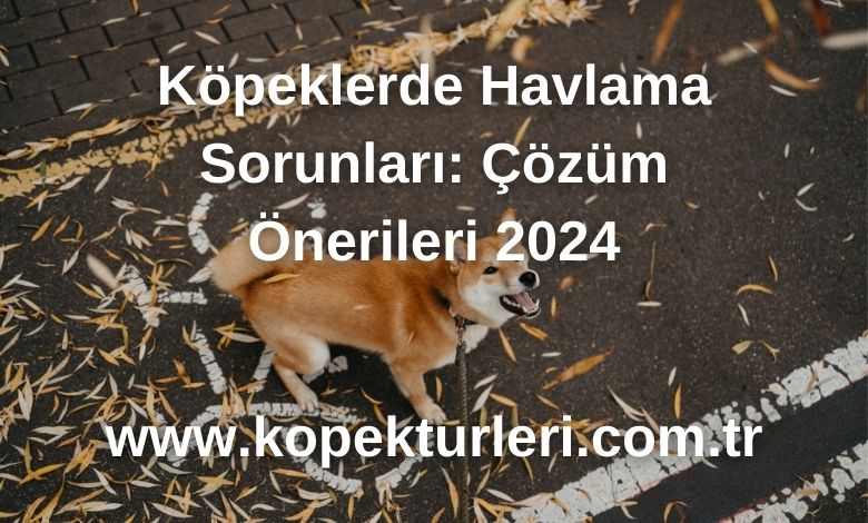 Köpeklerde Havlama Sorunları: Çözüm Önerileri 2024