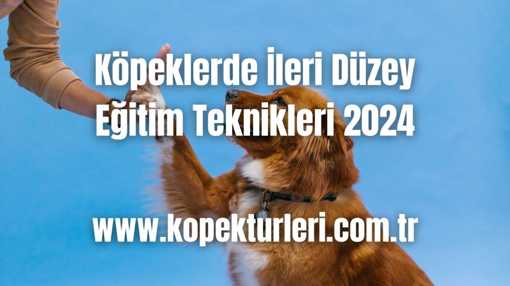 Köpeklerde İleri Düzey Eğitim Teknikleri 2024
