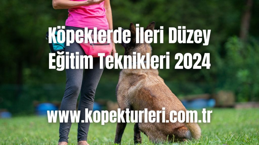 Köpeklerde İleri Düzey Eğitim Teknikleri 2024