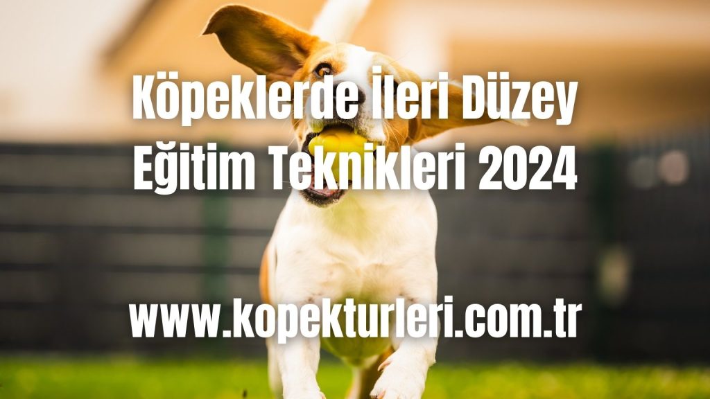 Köpeklerde İleri Düzey Eğitim Teknikleri 2024