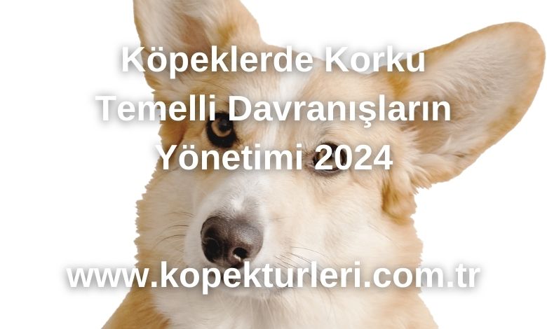 Köpeklerde Korku Temelli Davranışların Yönetimi 2024