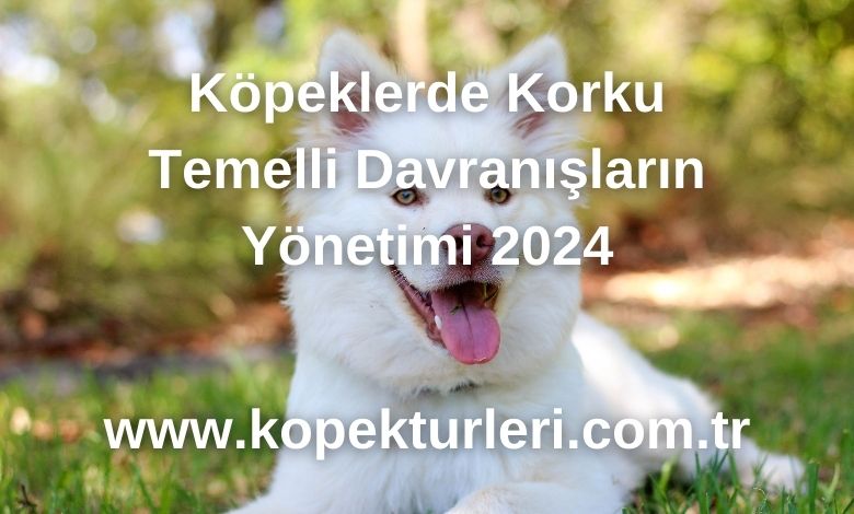 Köpeklerde Korku Temelli Davranışların Yönetimi 2024