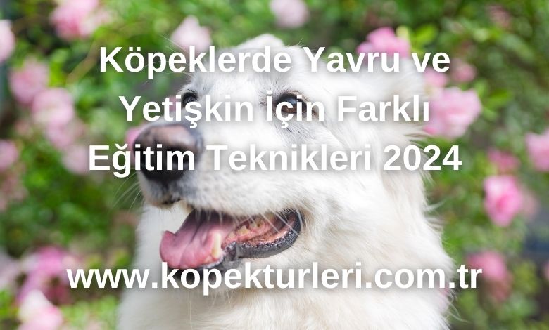 Köpeklerde Yavru ve Yetişkin İçin Farklı Eğitim Teknikleri 2024
