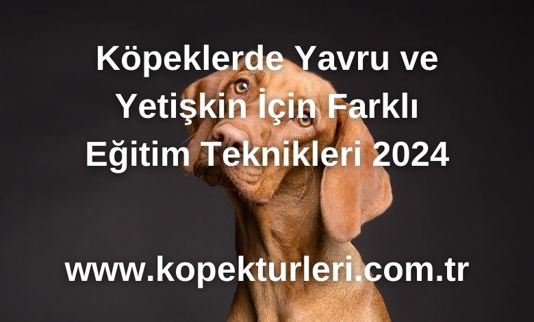 Köpeklerde Yavru ve Yetişkin İçin Farklı Eğitim Teknikleri 2024