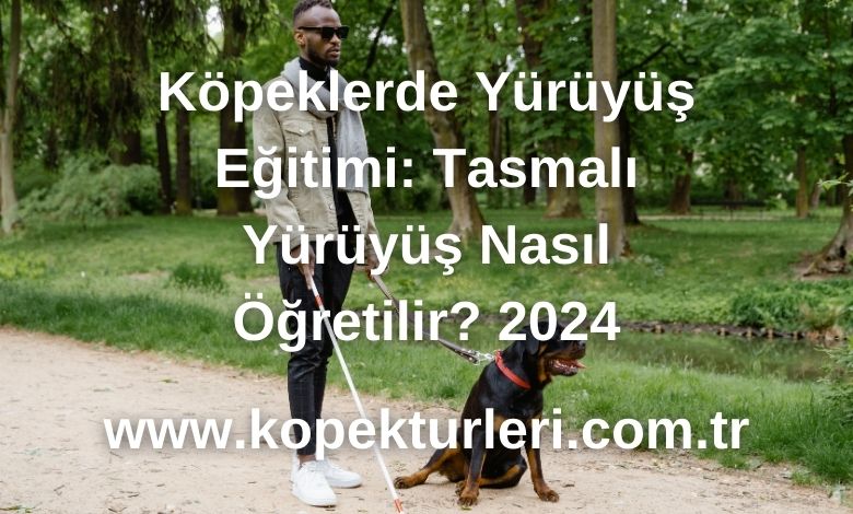 Köpeklerde Yürüyüş Eğitimi: Tasmalı Yürüyüş Nasıl Öğretilir? 2024