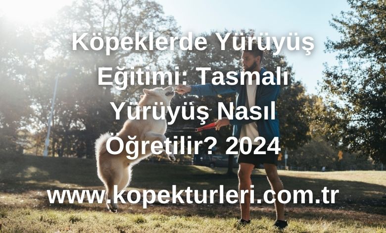 Köpeklerde Yürüyüş Eğitimi: Tasmalı Yürüyüş Nasıl Öğretilir? 2024