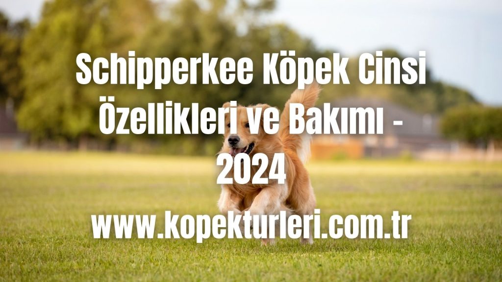 Schipperkee Köpek Cinsi Özellikleri ve Bakımı - 2024