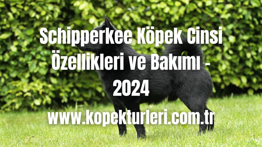 Schipperkee Köpek Cinsi Özellikleri ve Bakımı - 2024