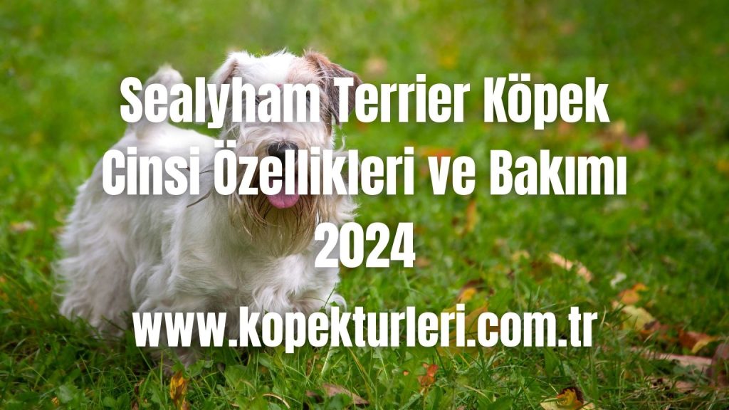 Sealyham Terrier Köpek Cinsi Özellikleri ve Bakımı - 2024