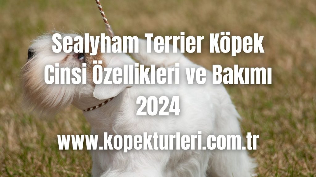 Sealyham Terrier Köpek Cinsi Özellikleri ve Bakımı - 2024