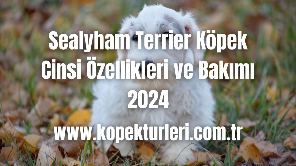 Sealyham Terrier Köpek Cinsi Özellikleri ve Bakımı - 2024