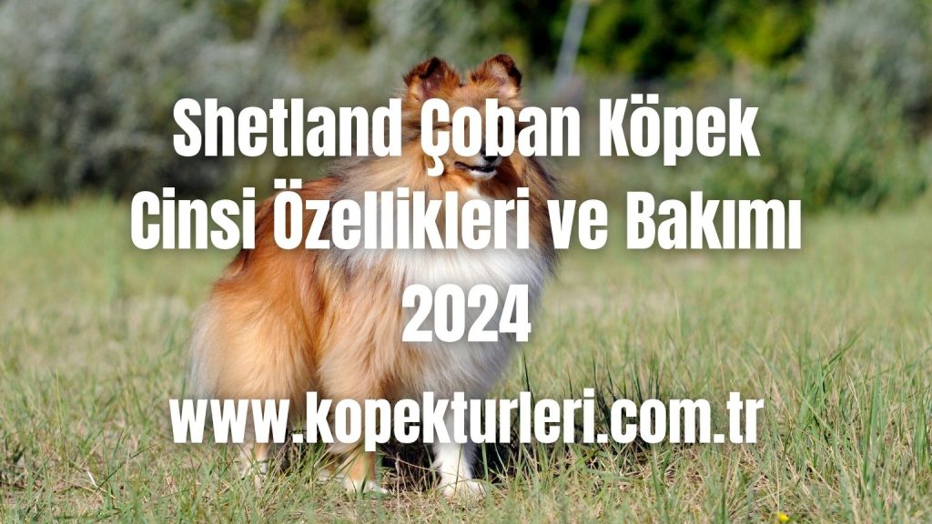 Shetland Çoban Köpek Cinsi Özellikleri ve Bakımı - 2024