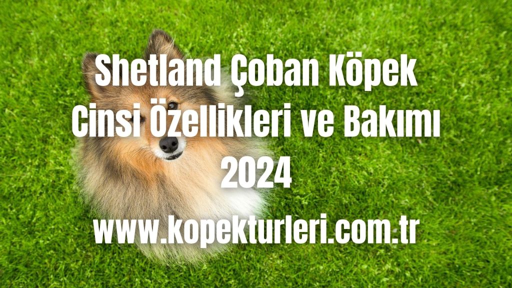 Shetland Çoban Köpek Cinsi Özellikleri ve Bakımı - 2024