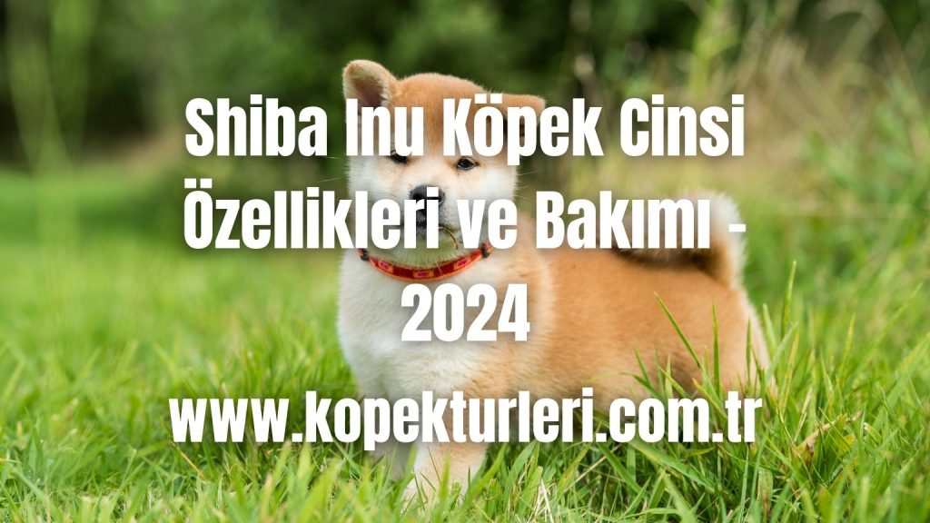 Shiba Inu Köpek Cinsi Özellikleri ve Bakımı - 2024