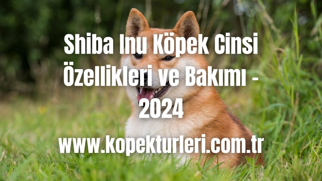 Shiba Inu Köpek Cinsi Özellikleri ve Bakımı - 2024