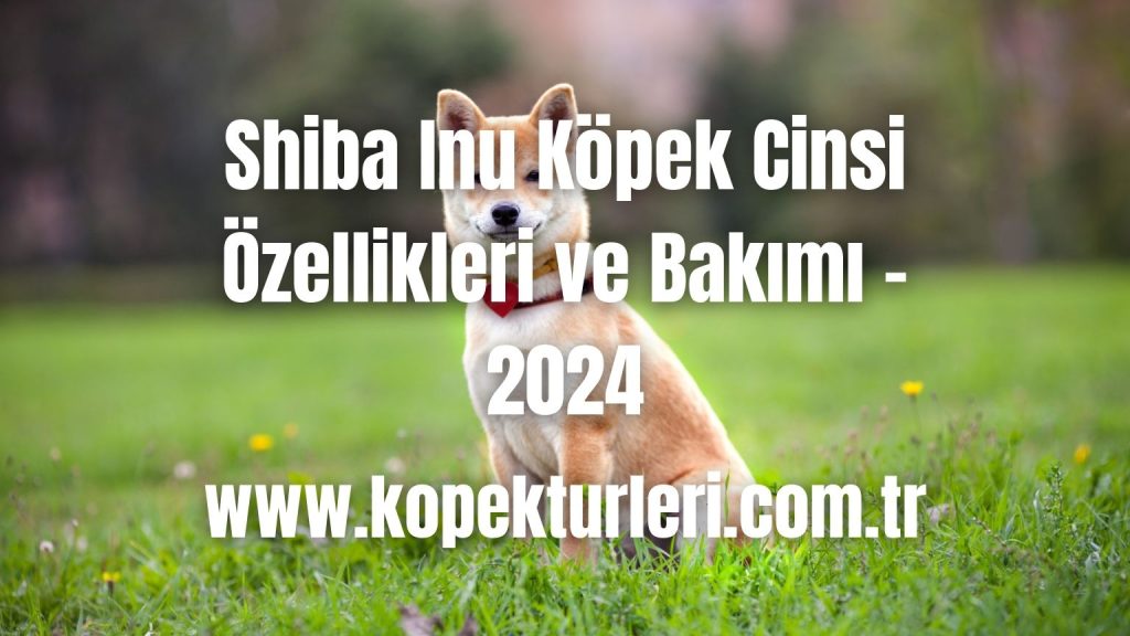 Shiba Inu Köpek Cinsi Özellikleri ve Bakımı - 2024