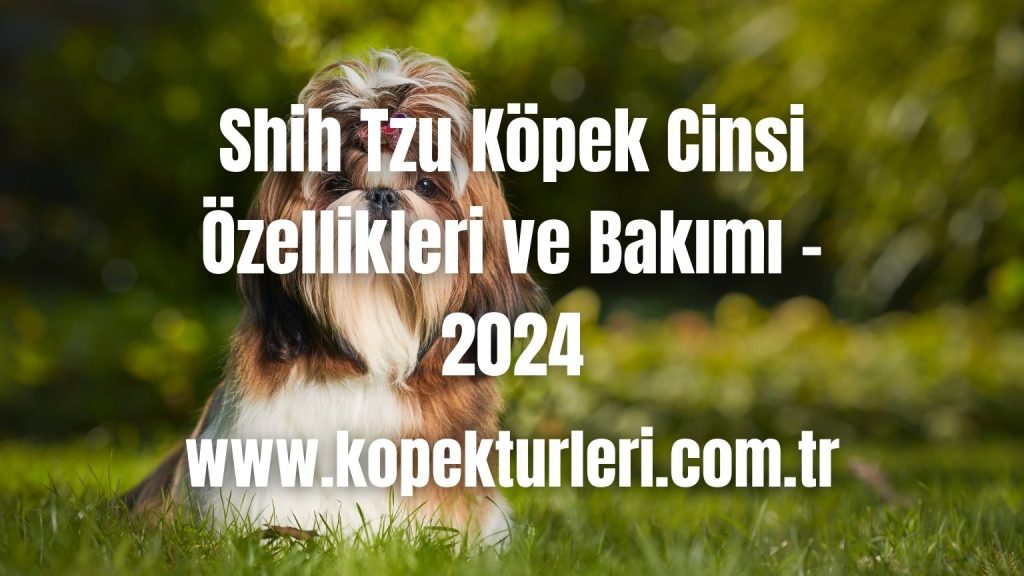 Shih Tzu Köpek Cinsi Özellikleri ve Bakımı - 2024