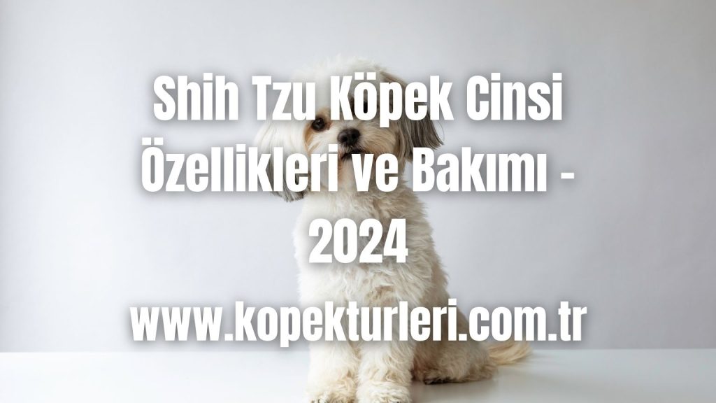 Shih Tzu Köpek Cinsi Özellikleri ve Bakımı - 2024
