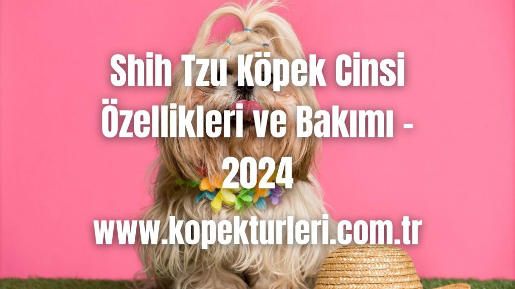 Shih Tzu Köpek Cinsi Özellikleri ve Bakımı - 2024