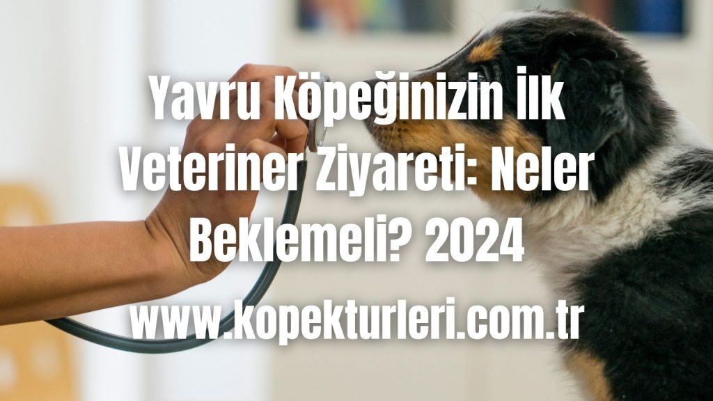 Yavru Köpeğinizin İlk Veteriner Ziyareti: Neler Beklemeli? 2024