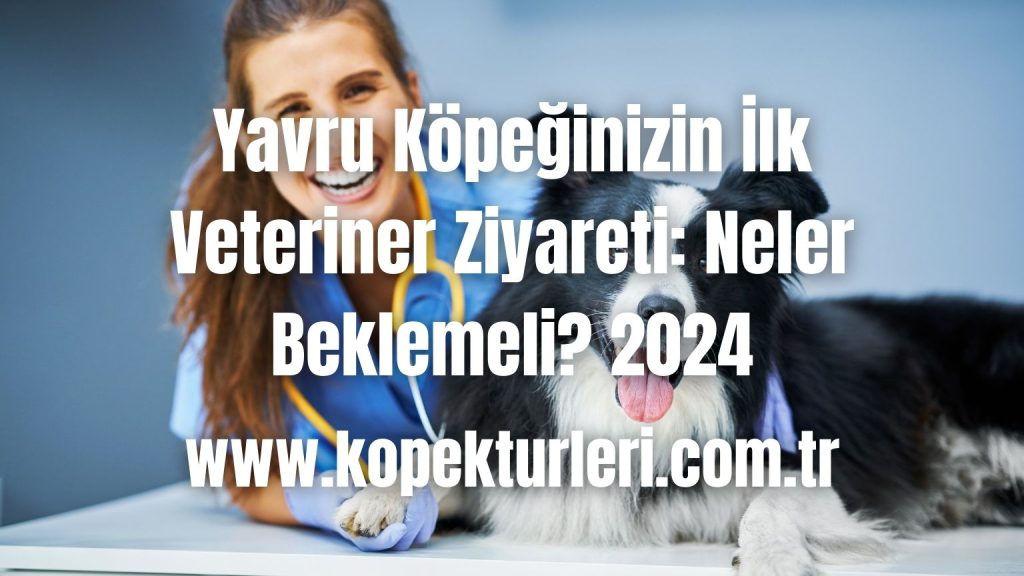 Yavru Köpeğinizin İlk Veteriner Ziyareti: Neler Beklemeli? 2024