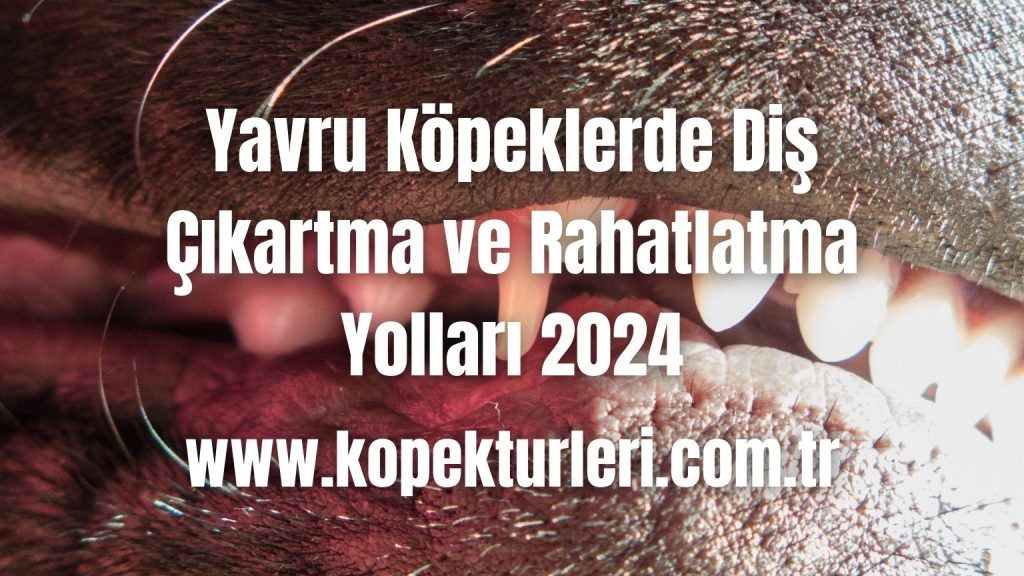 Yavru Köpeklerde Diş Çıkartma ve Rahatlatma Yolları 2024