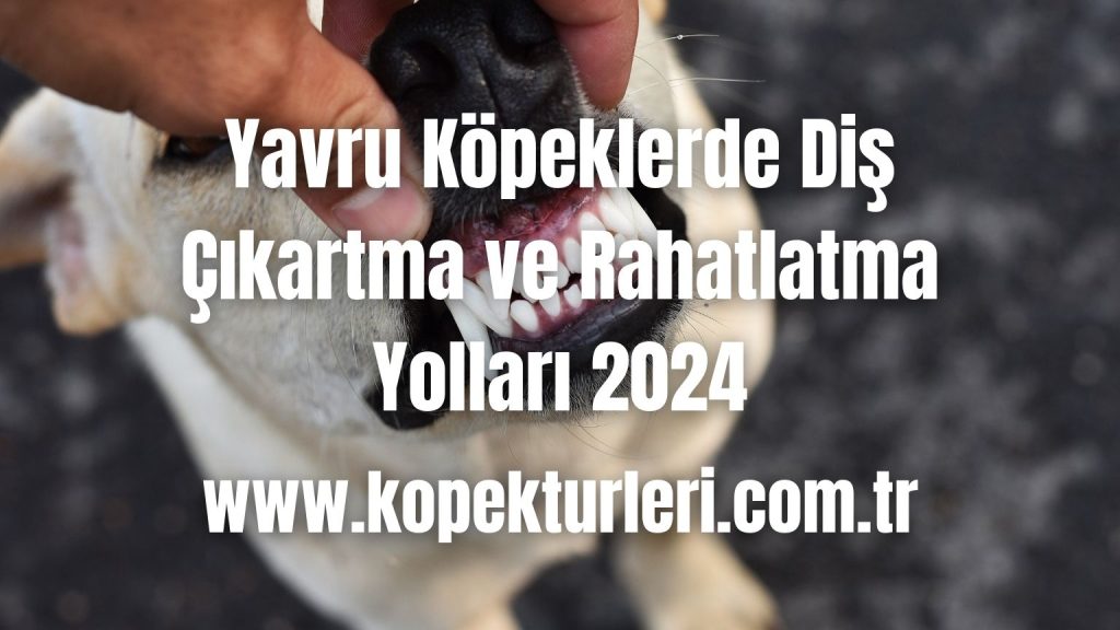 Yavru Köpeklerde Diş Çıkartma ve Rahatlatma Yolları 2024