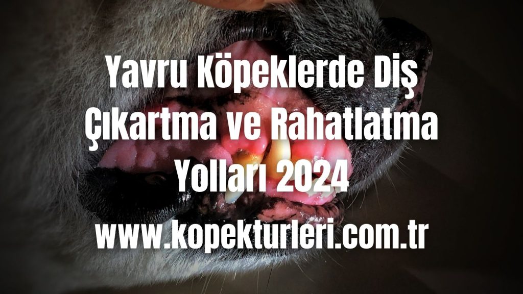 Yavru Köpeklerde Diş Çıkartma ve Rahatlatma Yolları 2024