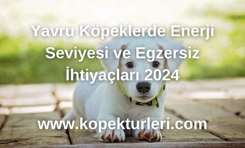 Yavru Köpeklerde Enerji Seviyesi ve Egzersiz İhtiyaçları 2024