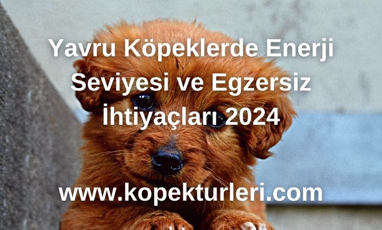Yavru Köpeklerde Enerji Seviyesi ve Egzersiz İhtiyaçları 2024