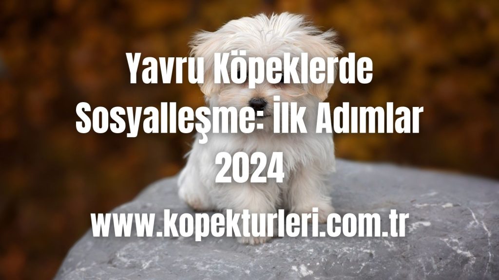 Yavru Köpeklerde Sosyalleşme: İlk Adımlar 2024