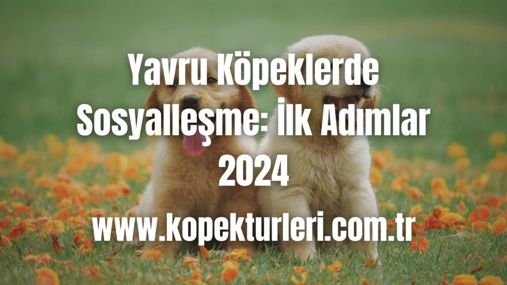Yavru Köpeklerde Sosyalleşme: İlk Adımlar 2024
