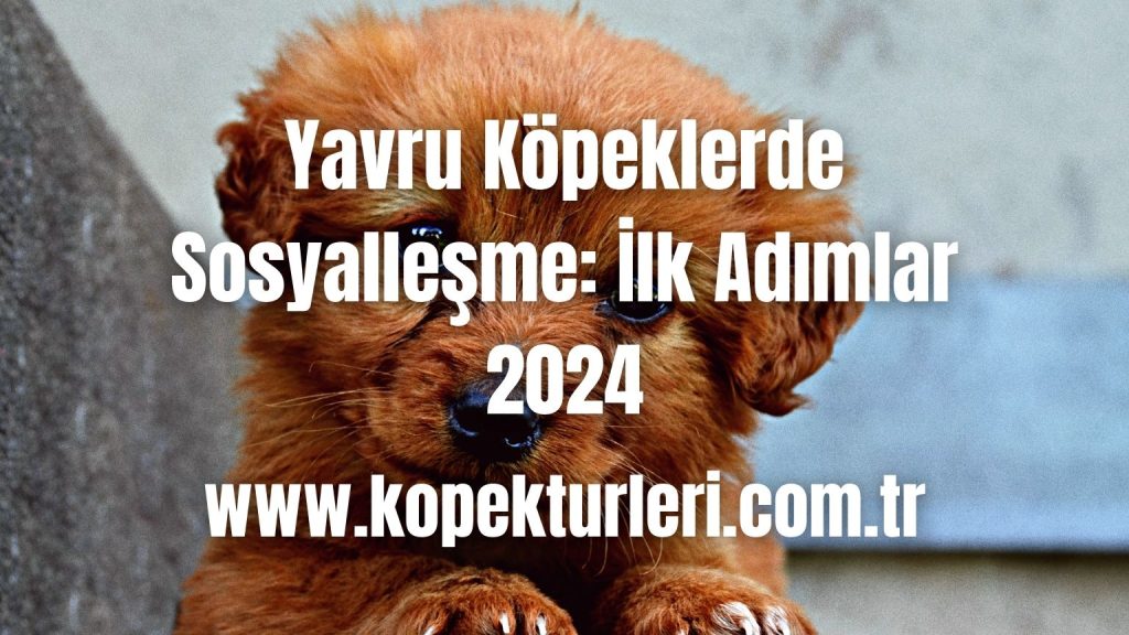 Yavru Köpeklerde Sosyalleşme: İlk Adımlar 2024