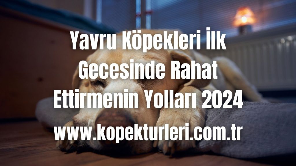 Yavru Köpekleri İlk Gecesinde Rahat Ettirmenin Yolları 2024