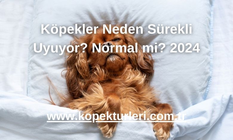 Köpekler Neden Sürekli Uyuyor? Normal mi? 2024