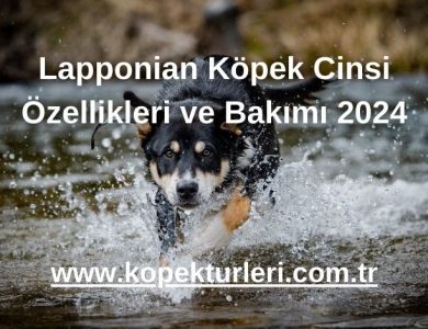 Lapponian Köpek Cinsi Özellikleri ve Bakımı 2024