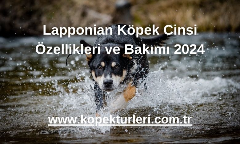 Lapponian Köpek Cinsi Özellikleri ve Bakımı 2024