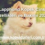 Lapphund Köpek Cinsi Özellikleri ve Bakımı 2024