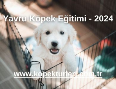 Yavru Köpek Eğitimi - 2024