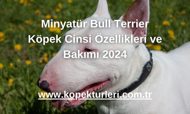 Minyatür Bull Terrier Köpek Cinsi Özellikleri ve Bakımı 2024