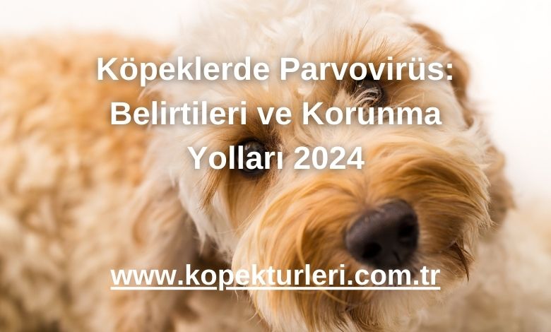 Köpeklerde Parvovirüs: Belirtileri ve Korunma Yolları 2024