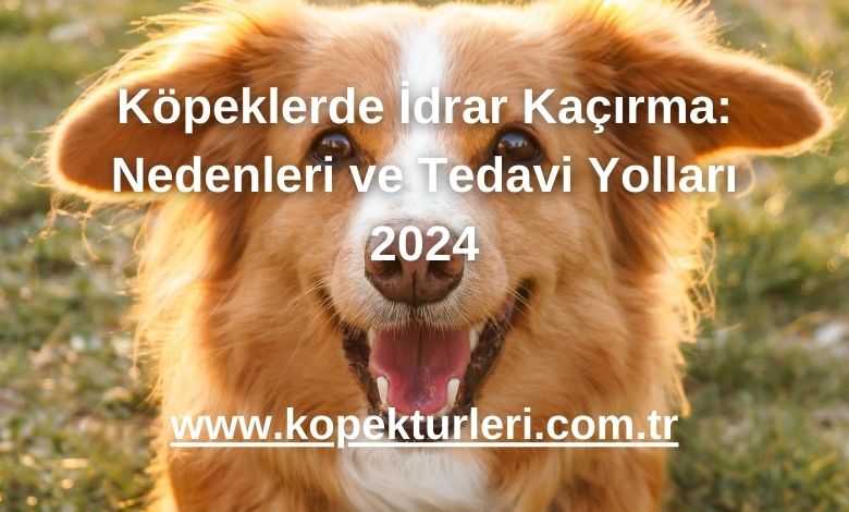 Köpeklerde İdrar Kaçırma: Nedenleri ve Tedavi Yolları 2024