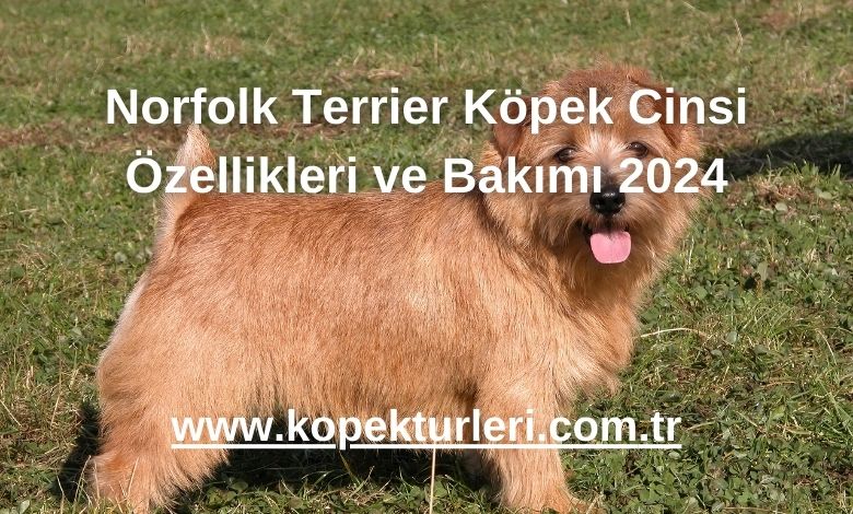 Norfolk Terrier Köpek Cinsi Özellikleri ve Bakımı 2024