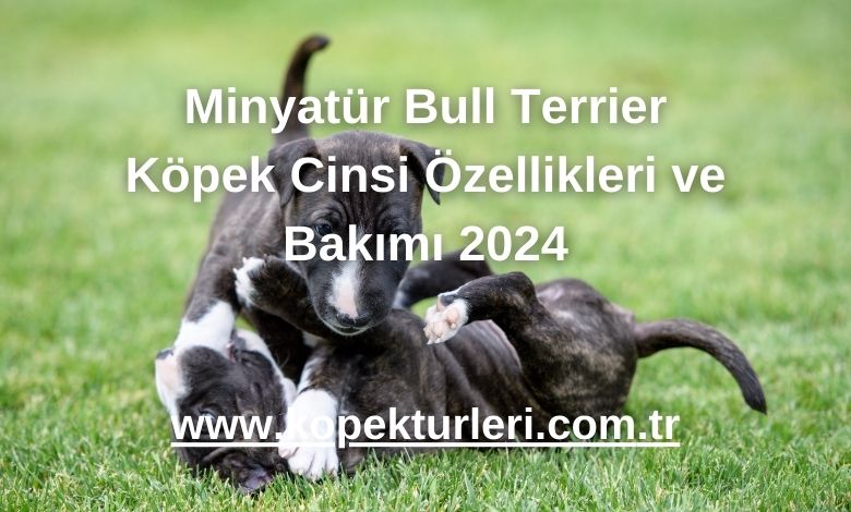 Minyatür Bull Terrier Köpek Cinsi Özellikleri ve Bakımı 2024